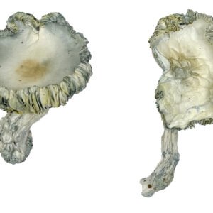 Albino Achterbahn Magic Mushrooms