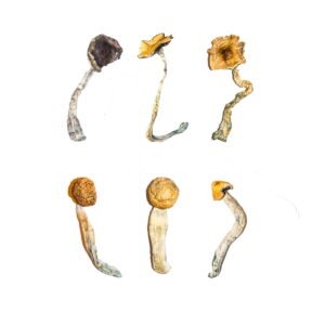 Magic Mushroom Sampler Kit / Degustationsmenü