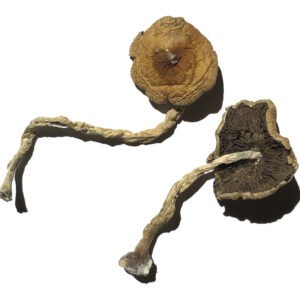 PF Classic Magic Mushrooms